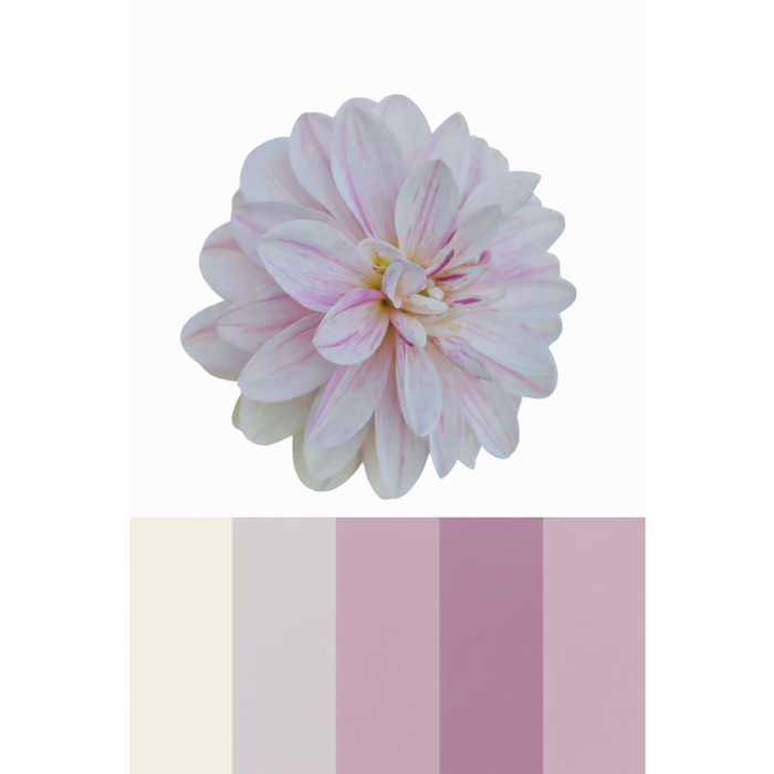 Dahlia  rosa/lila Fritten Mischung 20gr. in Dösli